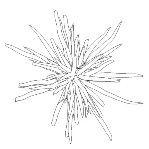 Revit Family / 3D Model - Spider Plant - Revit and AutoCAD Top View