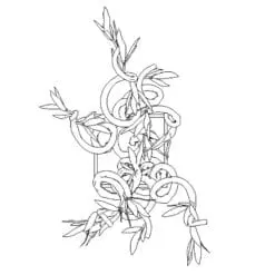Revit Family / 3D Model - Curly Bamboo - Revit and AutoCAD Top View
