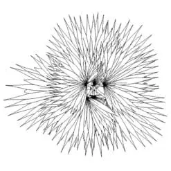 Revit Family / 3D Model - Fan Palm - Revit and AutoCAD Top View