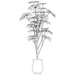 Revit Family / 3D Model - Hawaiian Schefflera - Revit and AutoCAD Front View
