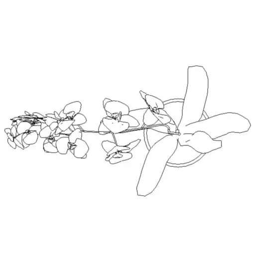 Revit Family / 3D Model - Orchid - Revit and AutoCAD Top View