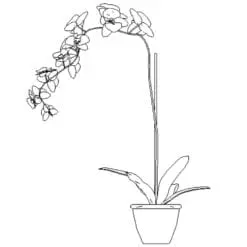 Revit Family / 3D Model - Orchid - Revit and AutoCAD Front View