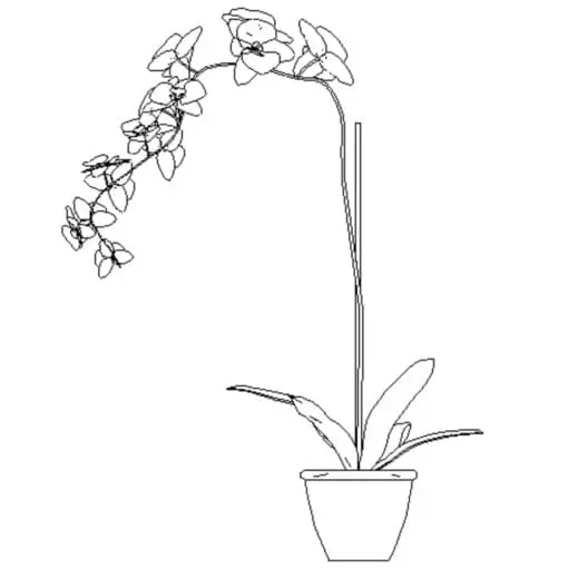 Revit Family / 3D Model - Orchid - Revit and AutoCAD Front View