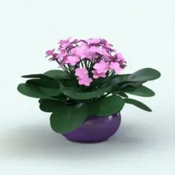 African Violet (Saintpaulia) Revit Plant Family in 3D and rendered in Revit with a soft pink color for the flowers and a purple colored pot. Ideal for interior or exterior design projects, this and all our Revit plants are created with a hybrid technology that allows they to look realistic in any setting. Additionally, all our Revit plants include 3D Max, AutoCAD and FBX version so you can use them in different platforms.