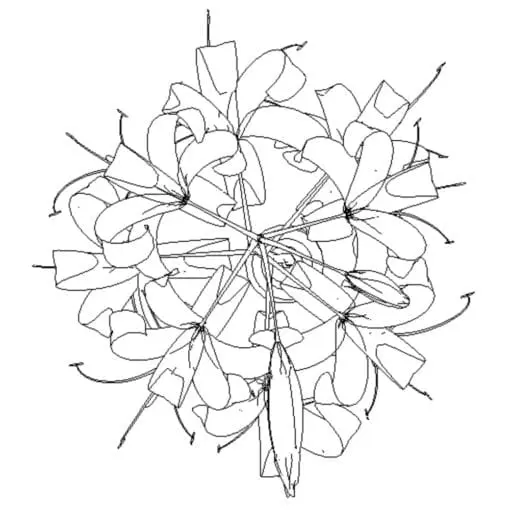 Revit Family / 3D Model - Tiger Lily - Revit and AutoCAD Top View